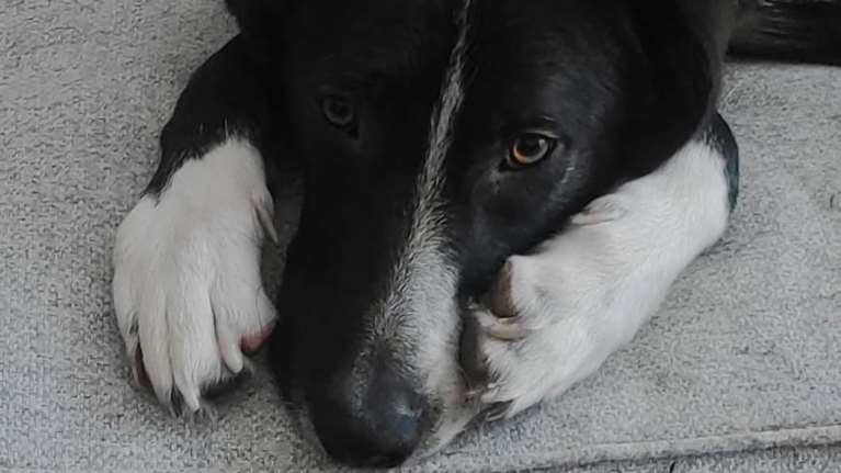 Πλημμυράκι της Θεσσαλίας - Για τον Ληρ μιλούν αυτοί που τον γνωρίζουν: Πάλεψε για να σωθεί