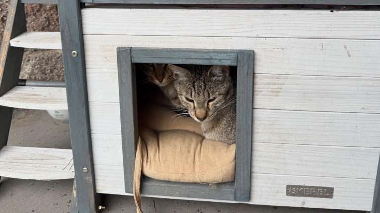Γ. Καπουτζίδης: "Προετοιμαζόμαστε για την κακοκαιρία" - Tο σπιτάκι για να προστατευθούν τα γατάκια από το κρύο