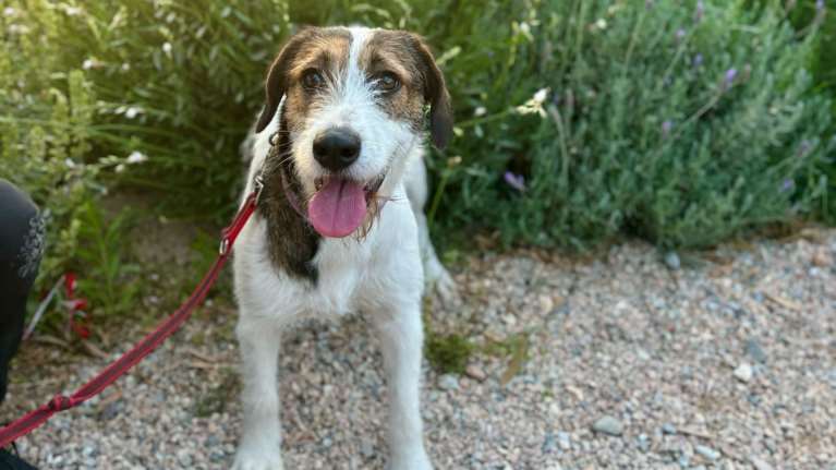 Η Αγάπη, που ελπίζουμε να γίνει και η δική σου αγάπη, σώθηκε από τις φωτιές της Φυλής - Έχει περάσει πολλά