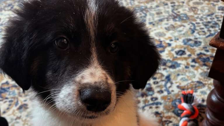 Νάνσυ Νικολαΐδου: Πώς θα μπορούσαμε να αντισταθούμε σε αυτή την… πολιορκία αγάπης - Νέο μέλος στην οικογένεια