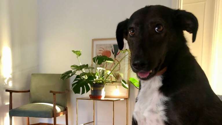 H Μελίτα από το Dogs&#39; Voice μόλις έμαθε για την ανάρτηση που την αφορά: &quot;Επιτέλους ανεβαίνει και για μένα ένα post&quot;