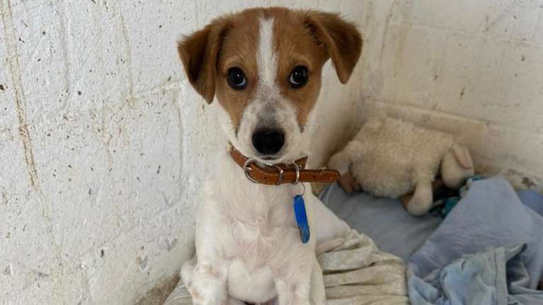 Σώστε ένα αδεσποτάκι: Ο little prince, είναι μόλις 3 μηνών - Τι θα κάνεις, θα αντισταθείς;