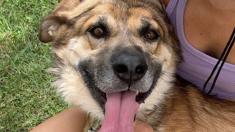 Ο Hound γλίτωσε στο παρά ένα την ευθανασία - Από τότε δεν έπαψε να γελά και να χαίρεται