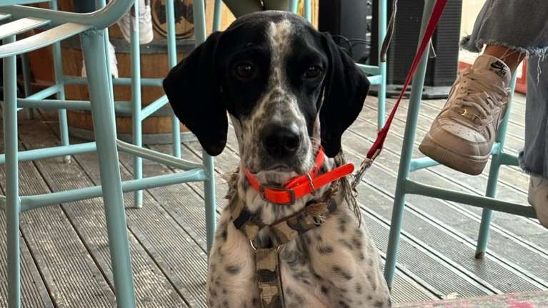 Ο Θεσσαλός κούκλος της Dog&#39;s Voice σώθηκε από τις πλημμύρες: Είναι ένα υπέροχο σκυλάκι