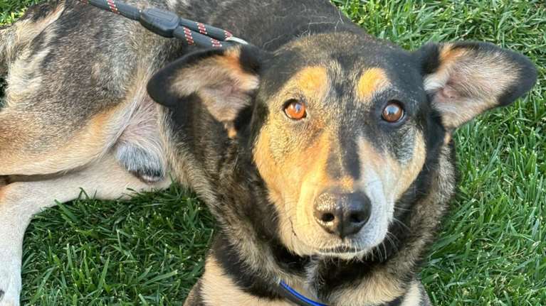 Dogs&#39; Voice: Μια ημέρα γεμάτη αγάπη και φροντίδα - Η δύναμη της φιλοξενίας - Τα σκυλάκια που μάς χρειάζονται