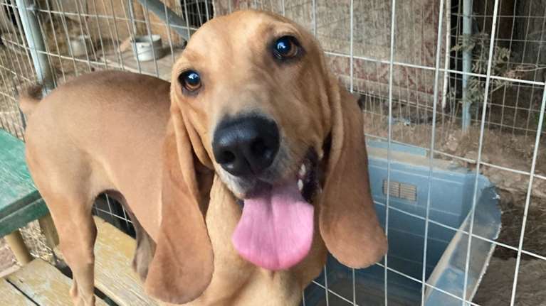 Γράμμα από τον Κοχυλάκη: Αγοράστηκα σαν καθαρόαιμο Σεγκούτσι που είμαι, με παράτησαν σε βενζινάδικο στην Αίγινα