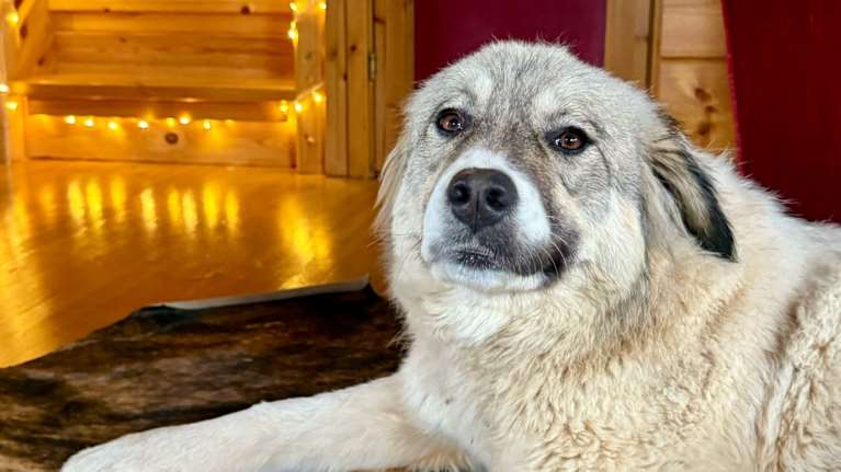 Η Καρλόττα ζει αδέσποτη στον Παρνασσό. Και τι διαφορετικό έχει από τα αμέτρητα αδέσποτα της περιοχής;