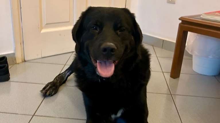 Είμαι ο Μπόμπος και επειδή είμαι μαύρος και μεγαλόσωμος φοβούνται να με βάλουν σπίτι τους