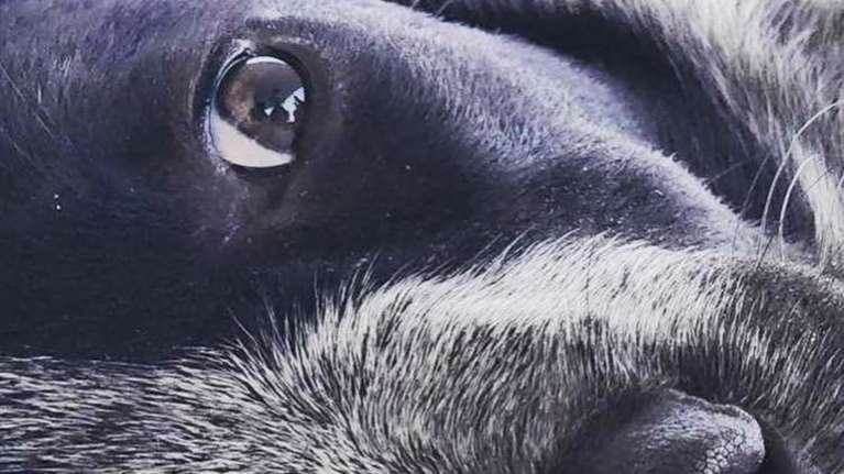 Σώστε ένα αδεσποτάκι: Σώθηκα από τη φωτιά στα Καλύβια, woof woof και έφτασα σε σένα