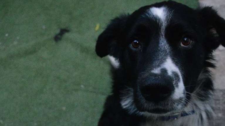 Σώστε ένα αδεσποτάκι: Σήμερα θα σας καληνυχτίσει ο Chase για να σας θυμίσει κάτι πολύ σημαντικό