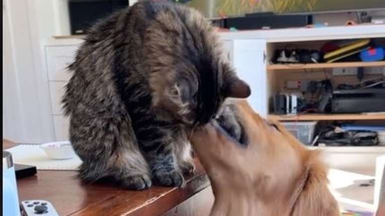 Οι άσπονδοι εχθροί σε απόλυτη αρμονία: Να πώς το &quot;αιώνιοι αντίπαλοι&quot; πάει... περίπατο  [Βίντεο]