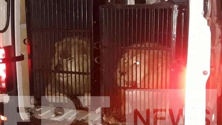 Fake news: Δεν είχαν προορισμό τη Μύκονο τα δυο λοντάρια- Εφυγαν ήδη για Αλβανία