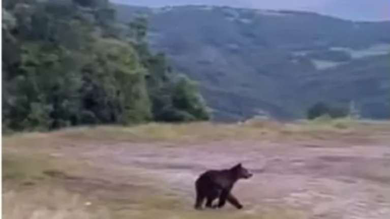 Αρκούδα &quot;έκοβε&quot; βόλτες σε στάση ΚΤΕΛ στα Γρεβενά [βίντεο]