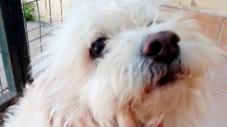 Βρέθηκε παντέρημο στην Εθνική Οδό Αθηνών-Λαμίας: Πρέπει να ξεχάσει  την εγκατάλειψη και τη δύσκολη ζωή