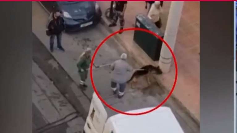 Δραπετσώνα: "Με έψαχνε για να με φτύσει" - Ελεύθερη η ιδιοκτήτρια του λυκόσκυλου που κατασπάραξε το κανίς