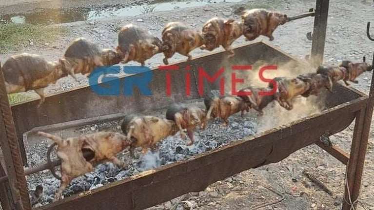 Κτηνωδία στη Θεσσαλονίκη: Σούβλισε και έψησε σκαντζόχοιρους - Τι αναφέρει η δικογραφία