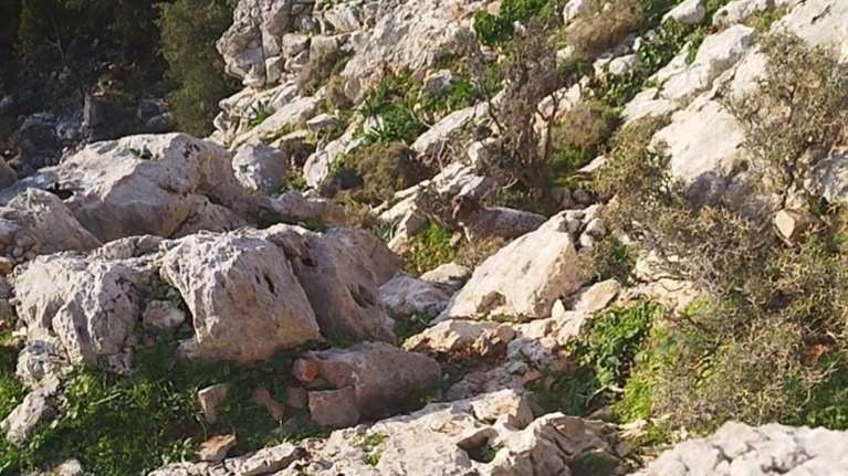 Περιπέτεια για σκύλο που έπεσε σε γκρεμό 10 μέτρων: Ο Άρης ήταν τρομαγμένος και γάβγιζε για βοήθεια