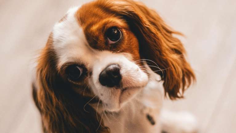 Θεσσαλονίκη: Αποκαλύφθηκε απάτη με πωλήσεις άρρωστων κουταβιών- Πέθαναν 11 σκυλάκια λίγο μετά την υιοθεσία