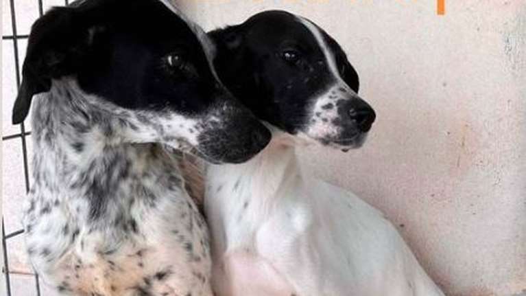 Οι αδερφούλες Λίζα και Στάλλη έχουν απίστευτη ανάγκη να ζήσουν επιτέλους ευτυχισμένες μέρες