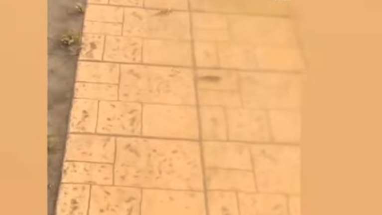 Ψάρια μέσα στη... Λάρισα: Κολυμπούν στα πεζοδρόμια της πλημμυρισμένης Γιάννουλης [βίντεο]