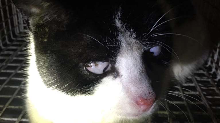 Έκκληση βοήθειας για τον τυφλό Θρύλο από την Alma Libre