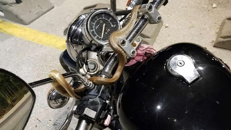 Ηγουμενίτσα: Φίδι τυλίχθηκε στο τιμόνι μοτοσικλέτας - Το κατάλαβε εν κινήσει ο οδηγός [εικόνες]