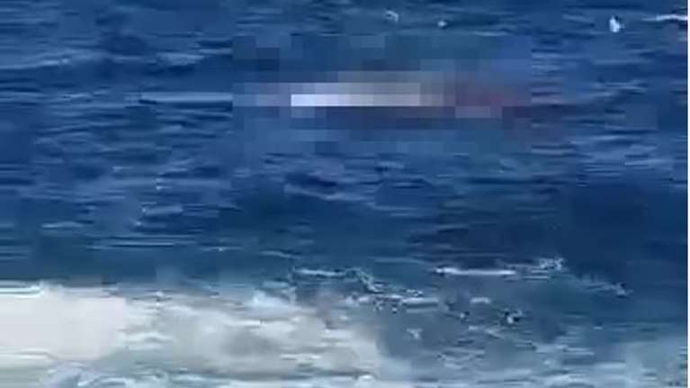 Τρομακτικό: Δείτε πώς καρχαρίας επιτίθεται σε λουόμενο και τον σκοτώνει, σε παραλία γεμάτη κόσμο στο Σίδνεϊ [βίντεο]