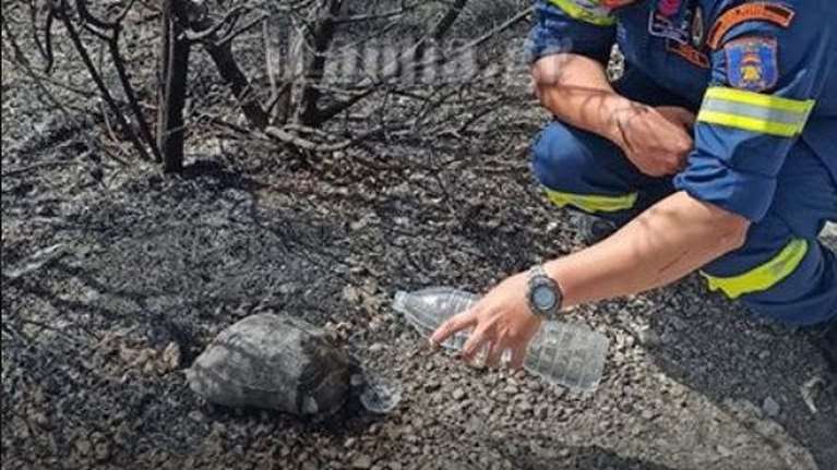 Μαρτίνο - Η ζωή μέσα στα καμένα: Πυροσβέστης δίνει νερό σε χελώνα