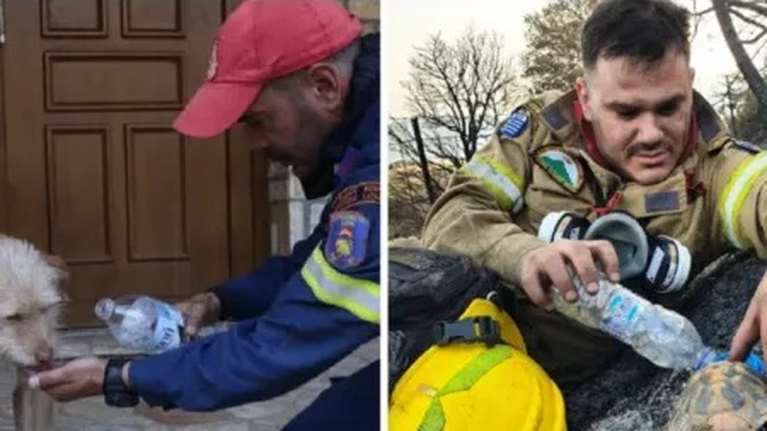 Φωτιά στην Αχαΐα - Συγκινούν οι πυροσβέστες: Εικόνες από τη στιγμή που σώζουν ζώα από το πύρινο μέτωπο