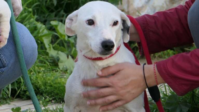 H Μπόνι είναι μια σκυλίτσα απίστευτα λεπτεπίλεπτη, πολύ διακριτική, με χαμηλή αυτοπεποίθηση και κάποιες ανασφάλειες