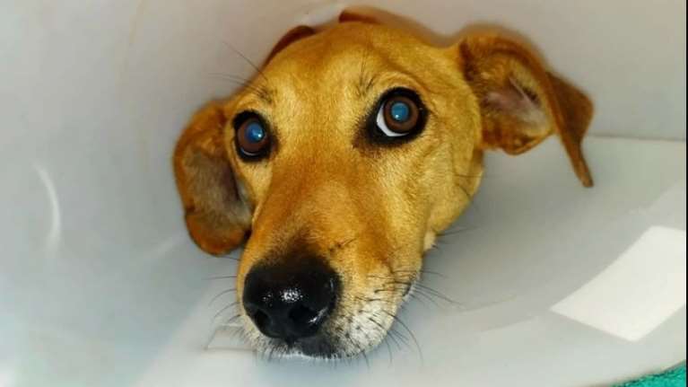 Κρήτη: Οργή για τα απάνθρωπα βασανιστήρια σε σκυλίτσα - Βρέθηκε με σκάγια και θρυμματισμένα τα οστά των ποδιών της