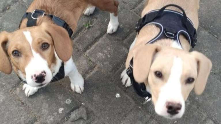 Από τους δρόμους  στα σαλόνια  - Νέα αρχή για 130 ζώα από τον δρόμο σε Ελλάδα και εξωτερικό