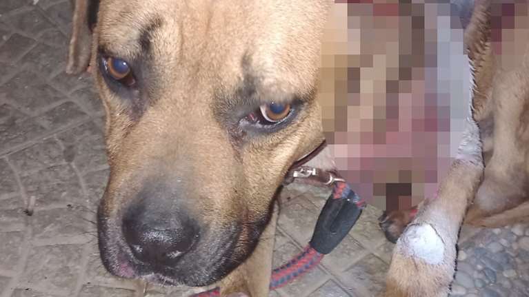 Ποιος σεβασμός στη ζωή; Εδεσε τον σκύλο του σε κοτσαδόρο και τον έσερνε επί χιλιόμετρα - Η σωτήρια παρέμβαση οδηγού