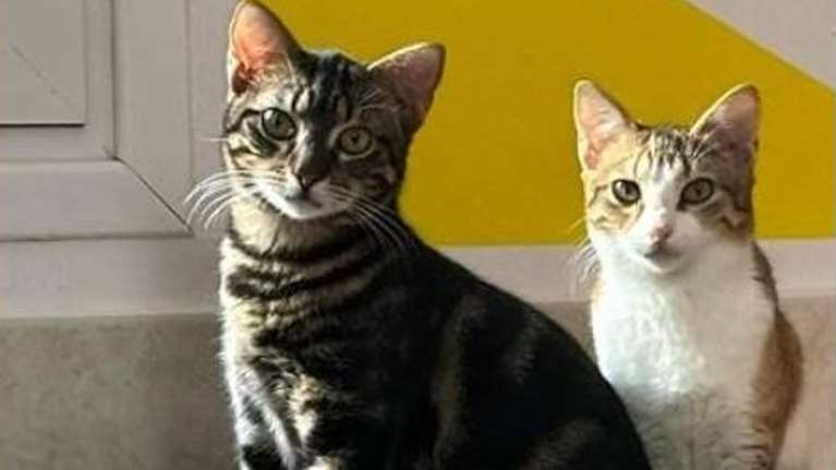 Noah &amp; Noomi: Τα θαυμαστά γατάκια που βρέθηκαν αντιμέτωπα με τη φύση - Τα τρόμαξε το άγνωστο