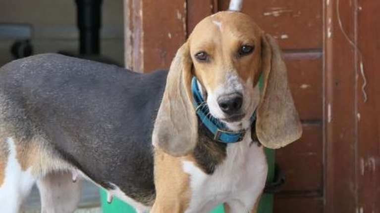 Η Ρόζα βρέθηκε στον δρόμο σε άσχημη κατάσταση - &quot;Από την πρώτη στιγμή μιλούσαμε για αυτήν λες και ήταν κάποια σελέμπριτι&quot;