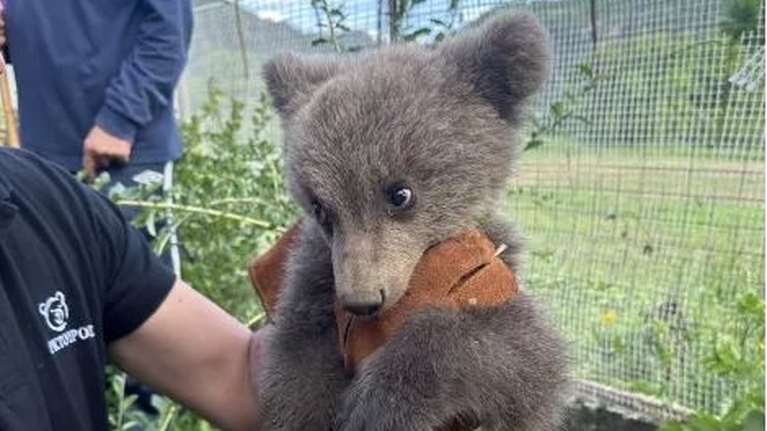 Αρκουδάκι βρήκε καταφύγιο σε αυλή σπιτιού στην Κοζάνη: Η Μάρθα έχασε τη μαμά της [Βίντεο]