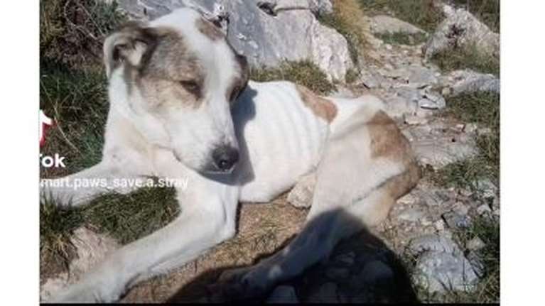 Ο Ηλίας βρέθηκε από ορειβάτες στον Ταΰγετο, καταδικασμένος να πεθάνει από την πείνα και φρικτούς πόνους