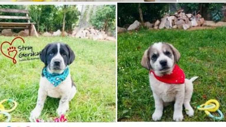 Ο Νιόνιος και ο Γεράσιμος - Ο Γεράσιμος και ο Νιόνιος: Τι ψάχνουν τα κουταβοαδερφάκια από την Ανθούσα;