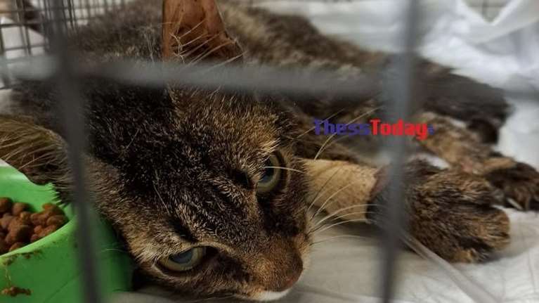 Θεσσαλονίκη: Αγωνία για γατάκι 7 μηνών - Ο Ερμής έπαθε επιπλοκή με θανατηφόρα μετάλλαξη κορoνοϊού