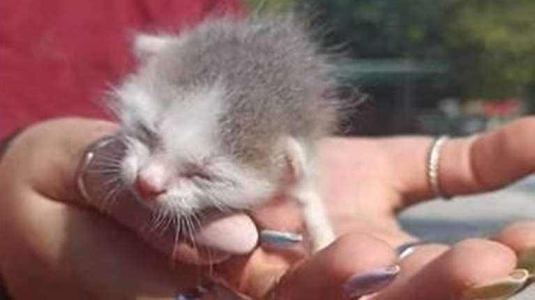 Σώστε ένα &quot;πλημμυράκι&quot;: Βρέθηκε μόλις 3 ημερών βρεγμένο - Πώς επιβίωσε; Μάλλον από τύχη