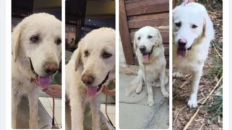 Έχετε δει πώς μεταμορφώνει η αγάπη και η φροντίδα; Δείτε τον Σνόου