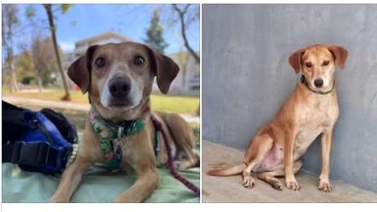 Η Βεατρίκη επέστρεψε στο καταφύγιο του Save a Greek Stray με λουλουδένιο κολάρο - Και τώρα συνηθίζει ξανά...