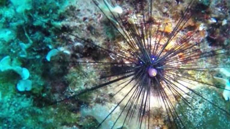 Βουλιαγμένη: Εμφανίστηκε ο δηλητηριώδης αχινός Diadema Setosum- Οι διαφορές με τον ενδημικό αχινό