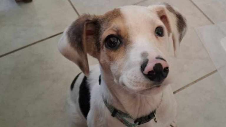 Ο κούταβος Όλιβερ: Θα κάθομαι έτσι μέχρι να έρθει κάποιος να με πάρει