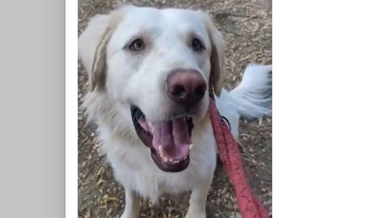 Ο Σνόου, ο χιονόμπαλος - Βρέθηκε πριν από 1,5 μήνα χτυπημένος από αυτοκίνητο, αλλά δεν τον έψαξε κανείς