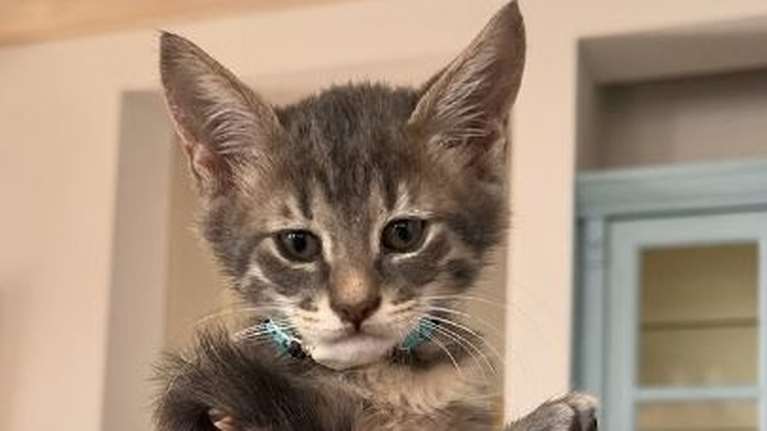 Η δύναμη της ευκαιρίας: Η Σπέτσι, το γατάκι που έσωσε η τουρίστρια στις Σπέτσες, υιοθετήθηκε και πάει Αμερική