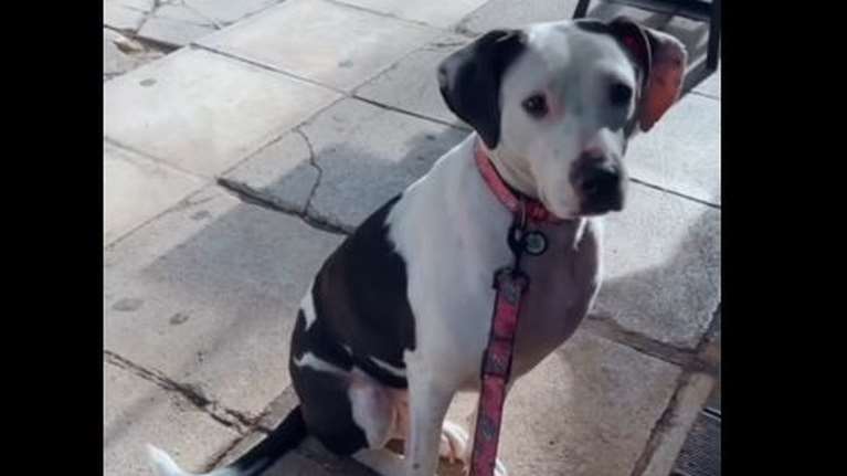 Η Σίντυ ήταν νηστική άγνωστο για πόσο καιρό, σήμερα στο παντοτινό της σπίτι έχει μια ζωή που δεν ήξερε καν πως υπάρχει