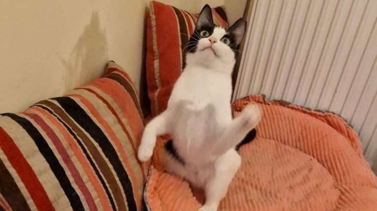 Η Destiny βρέθηκε όταν ήταν μωράκι με τα δύο αδέρφια της σε μία κούτα πεταμένη στην άκρη του δρόμου