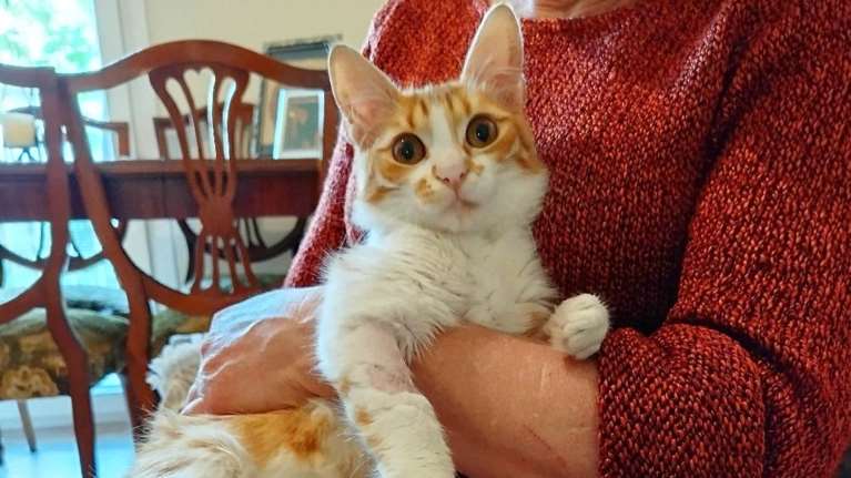 Mια καραμελίτσα βρέθηκε να τριγυρνά κοντά σε δρόμο ταχείας κυκλοφορίας, ακολουθώντας τους περαστικούς για χάδια και λίγο φαγητό