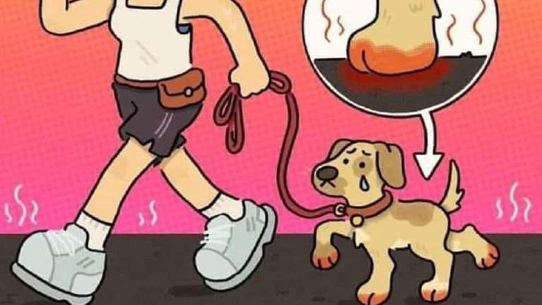 Mπορείς να περπατήσεις σε καυτό οδόστρωμα ή άμμο; Ούτε ο σκύλος σου μπορεί  - Σκέψου τον